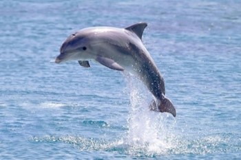 Dolphin Observation | Snorkel | Classic Cruise photo